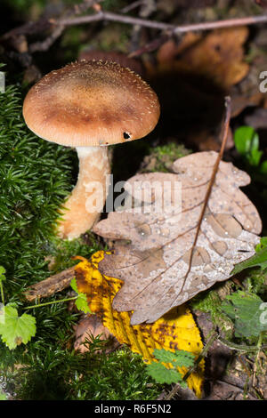 Pilz auf eine orange-farbigen Waldboden mit Herbst Blätter in Gelb und Braun Stockfoto