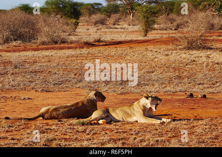 Zwei Löwen in der Savanne von Tsavo Ost in Kenia Stockfoto