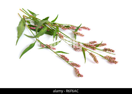 Persicaria Maculosa. Der Daumen gemeinsamen Namen Dame, getupft Lady's Daumen, Jesusplant und Rotschenkel. Isoliert. Stockfoto