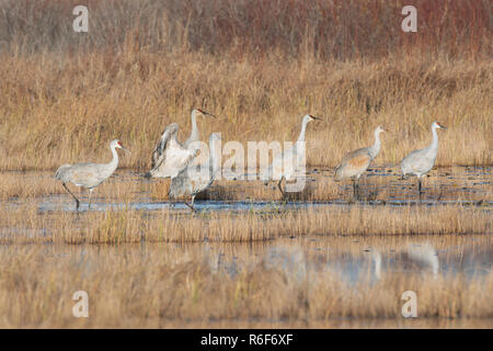 Kanadakraniche (Grus canadensis) fallen, Migration, Inszenierung in einem Feuchtgebiet, Herbst, Crex Wiesen WMA, Grantsburg, WI, USA, von Dominique Braud/Dembinsky P Stockfoto