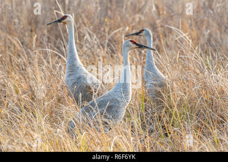 Kanadakraniche (Grus canadensis) fallen, Migration, Inszenierung in einem Feuchtgebiet, Herbst, Crex Wiesen WMA, Grantsburg, WI, USA, von Dominique Braud/Dembinsky P Stockfoto