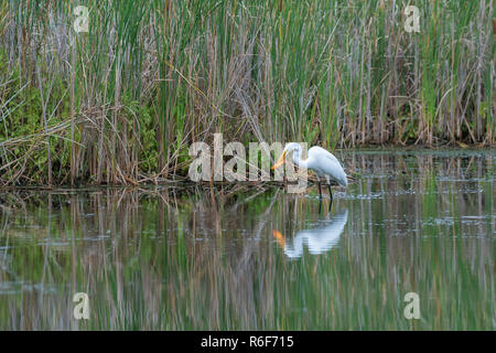 Silberreiher (Casmerodius albus) Fang ein Goldfisch, der illegal in Feuchtgebieten freigegeben. MN, USA, von Dominique Braud/Dembinsky Foto Assoc Stockfoto