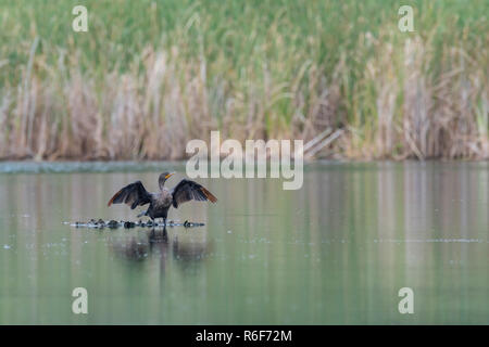 Double-Crested cormorant (Phalacrocorax auritus) Trocknen seine Flügel, See, MN, USA, von Dominique Braud/Dembinsky Foto Assoc Stockfoto