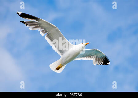 Horizontale Nahaufnahme von einer Möwe im Flug. Stockfoto