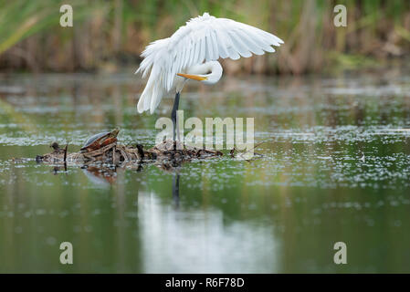 Silberreiher (Casmerodius albus) und gemalte Schildkröte (Chrysemys picta), Teich, MN, USA, von Dominique Braud/Dembinsky Foto Assoc Stockfoto