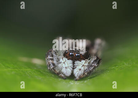 Spinne in der Natur Stockfoto