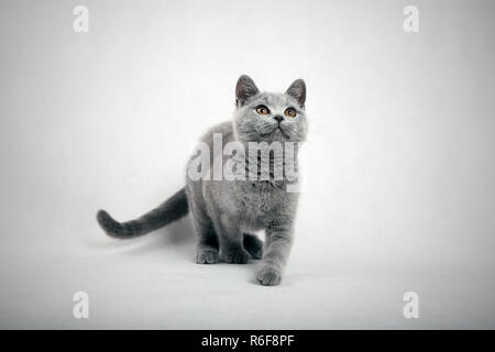 Eine sehr freundliche und intelligente britische Katze Stockfoto