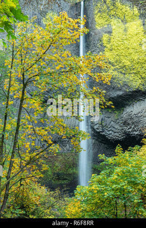 Latourell Falls, 224 Fuß in der Höhe, Multnomah Co., Oktober, Oregon, USA, von Dominique Braud/Dembinsky Foto Assoc Stockfoto