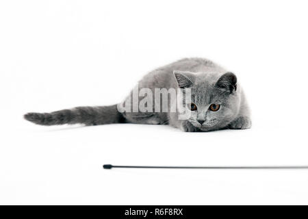 Eine sehr freundliche und intelligente britische Katze Stockfoto