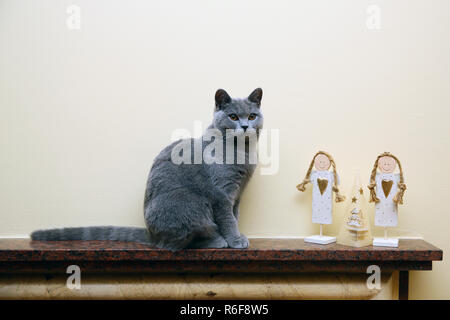 Eine sehr freundliche und intelligente britische Katze Stockfoto