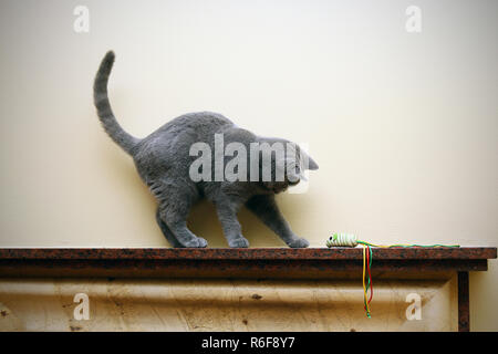 Eine sehr freundliche und intelligente britische Katze Stockfoto