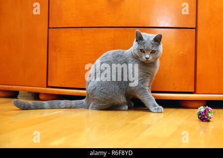 Eine sehr freundliche und intelligente britische Katze Stockfoto