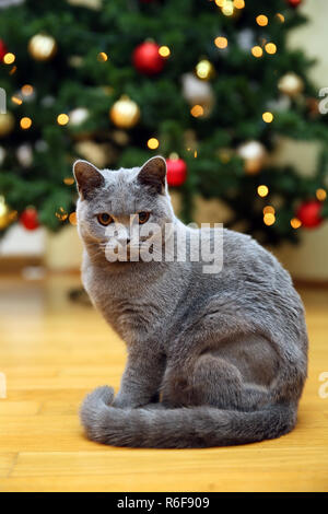 Eine sehr freundliche und intelligente britische Katze Stockfoto