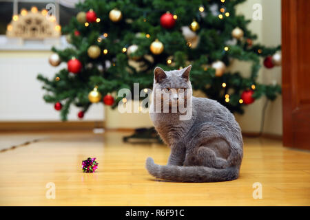 Eine sehr freundliche und intelligente britische Katze Stockfoto