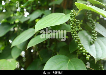 Schwarzer Pfeffer in Sri Lanka Stockfoto