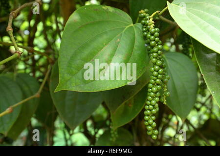 Schwarzer Pfeffer in Sri Lanka Stockfoto