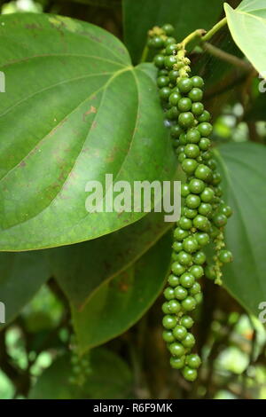 Schwarzer Pfeffer in Sri Lanka Stockfoto