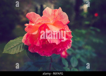Blume üppigen orange Rose auf einem grünen Hintergrund verschwommen. Stockfoto