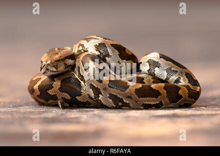 Baby Tiger python in Sri Lanka Stockfoto