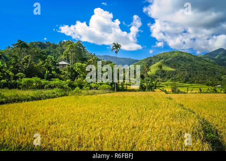 Tropische Landschaft der Insel Flores Stockfoto