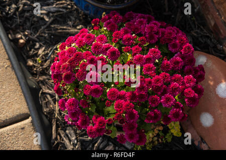 Magenta rot Chrysanthemen wachsen in einem Blumentopf in Kansas, USA im Herbst. Stockfoto