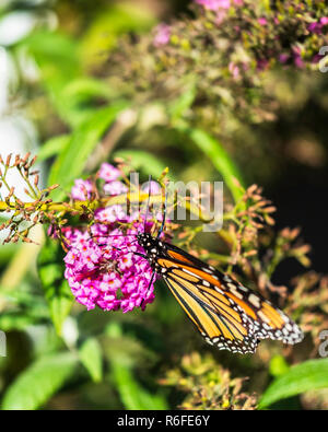 Monarchfalter Danaus plexippus, Fütterung auf Buddleja davidii während der südlichen Migration in Kansas, USA. Stockfoto