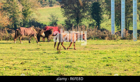 Ponys durchstreifen in einem Gras in kaltem Wetter Stockfoto