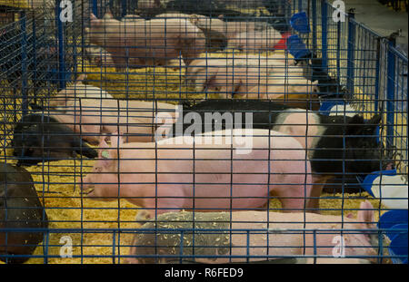 Lebanon County Fair Pennsylvania Stockfoto