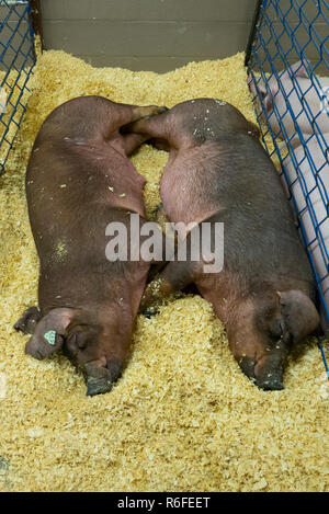 Lebanon County Fair Pennsylvania Stockfoto