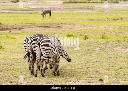 Schwanzlose zebra Kratzer auf der Rückseite einer conjenere in der Savanne von Amboseli Park in Kenia Stockfoto