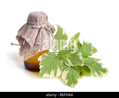 Aegopodium podagraria gemeinhin als Boden Elder, Kraut, Gerard, Bishop's Weed, goutweed, Gicht Würze, Schnee-in-der-Berg, manchmal, masterwort, Wil Stockfoto