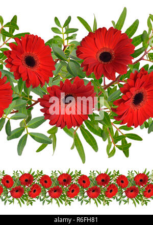 Nahtlose Grenze mit roten Gerbera Blumen. Isoliert. Stockfoto