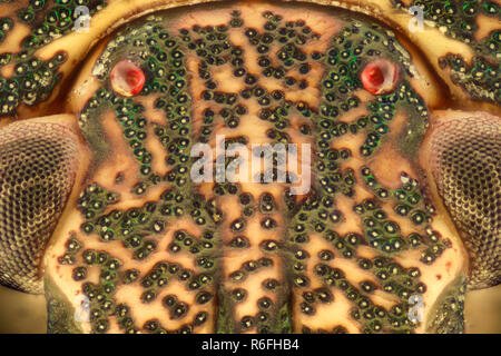 Extreme Vergrößerung - Stinken bug Details unter dem Mikroskop Stockfoto