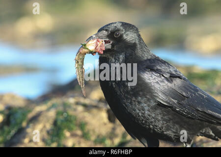 Ein Kopf geschossen von einer Nebelkrähe (Corvus corone) hocken auf einem Felsen am Strand in Großbritannien mit einem Fisch im Schnabel, die zu essen. Stockfoto