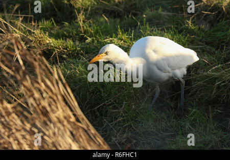 Eine schöne Kuhreiher (Bubulcus ibis) Jagd in einem Bereich, in dem Kühe grasen in Großbritannien sind. Stockfoto