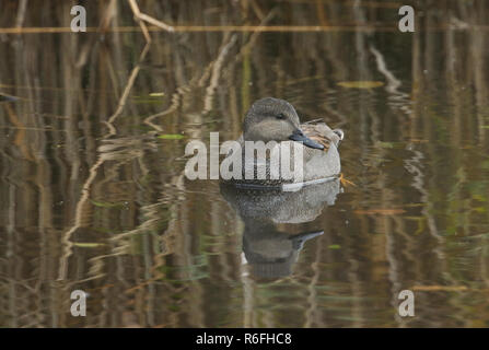 Eine männliche Ente Schnatterente (Anas strepera) Schwimmen in einem See in Großbritannien. Stockfoto