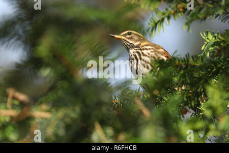Eine schöne Rotdrossel (Turdus Iliacus) Fütterung auf Eibe Beeren. Stockfoto