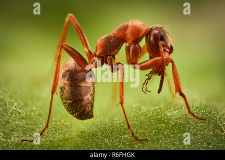 Extreme Vergrößerung-Ant in der Wildnis Stockfoto