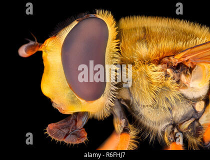 Extreme Vergrößerung - Hoverfly Stockfoto