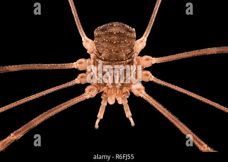 Extreme Vergrößerung -, opiliones Weberknechte, Daddy longlegs Stockfoto