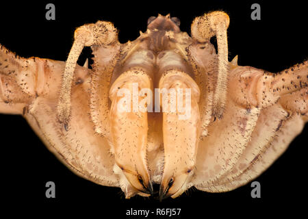 Extreme Vergrößerung -, opiliones Weberknechte, Daddy longlegs Stockfoto