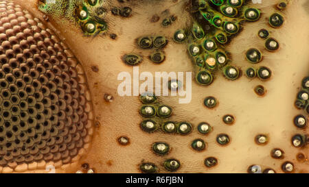 Extreme Vergrößerung - Stinken bug Details unter dem Mikroskop Stockfoto