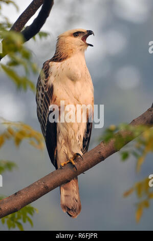 Junge wechselbare Hawk-Eagle oder Crested Hawk-Eagle (Nisaetus Cirrhatus) ein Raubvogel in Jim Corbett National Park, Indien Stockfoto