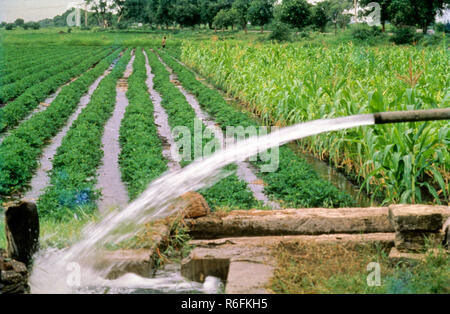 Bewässerung, angebaut in bewässerten Feld, Wasserpumpe, Indien Stockfoto