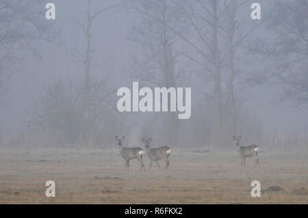 Rehe (Capreolus capreolus) auf einer Wiese im Morgennebel, Polen Stockfoto