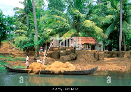 Menschen sammeln Kokos von Dorf, zurück Wasser, Kerala, Indien Stockfoto