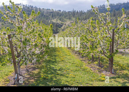 Reihen von Apfelbäumen in weißen Blüten im April abgedeckt Stockfoto