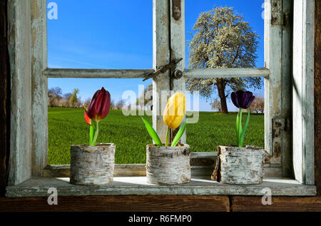 Tulpen am Fenster Stockfoto