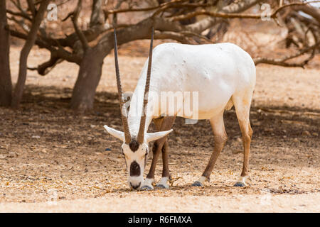 Antilopen, die Arabische Oryx oder Weiße Oryx (Oryx Leucoryx) In Yotvata Hai-Bar Naturschutzgebiet, Israel Stockfoto