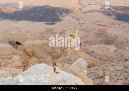 Wild Nubian Ibex (Capra Nubiana) auf der Klippe am Ramon Krater in der Wüste Negev, Israel Stockfoto